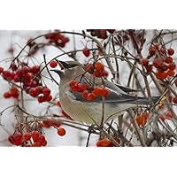 Cedar Waxwing Bird Photographic Print Unframed Winter Nature Photography Red Grey Wall Art Natural Home Decor 5x7 8x10 8x12 11x14 12x18 16x20 16x24 20x30