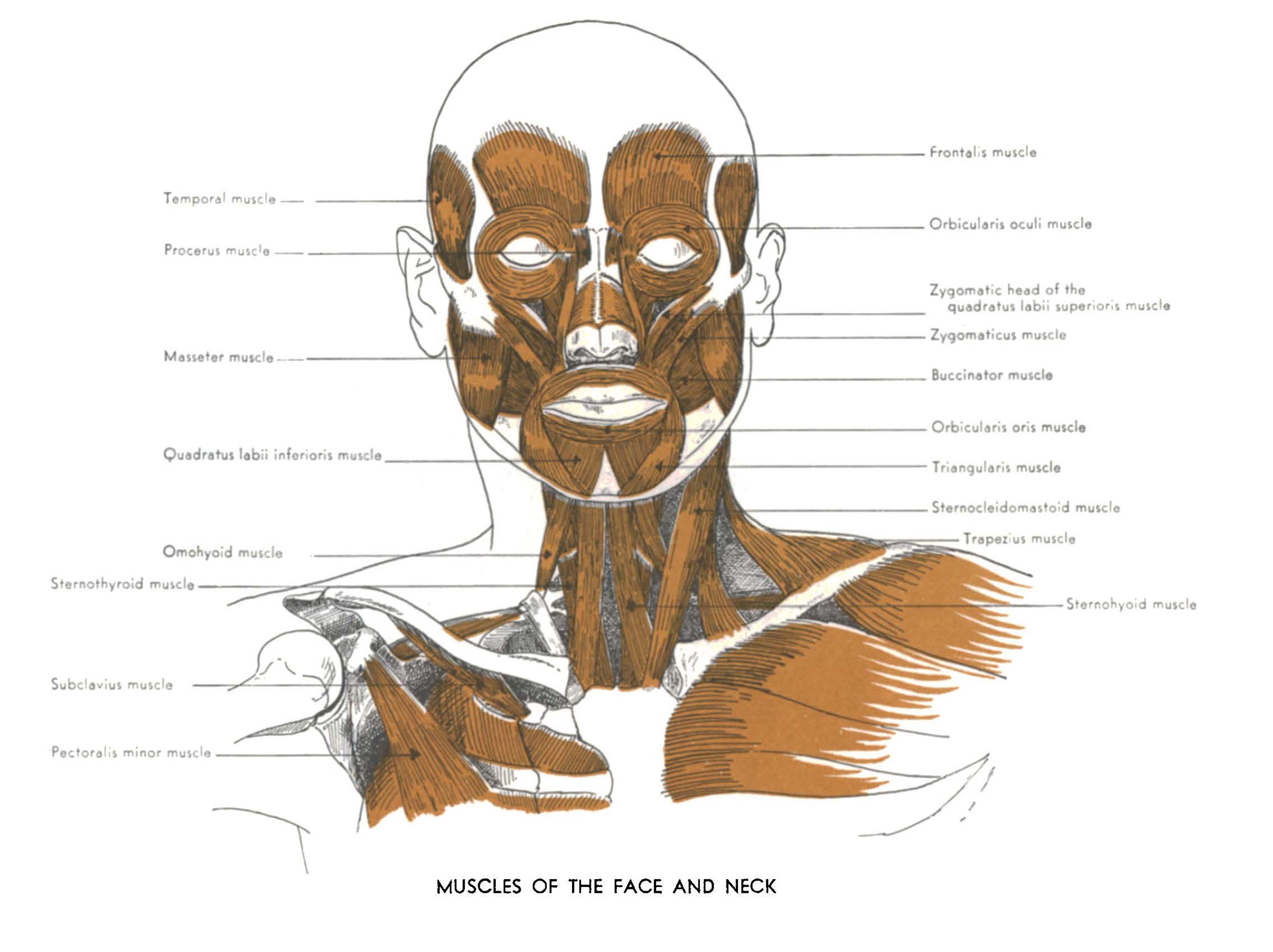 An Atlas of Anatomy for Artists: 189 Plates: Enlarged Revised Edition with 85 New Plates from Leonardo, Rubens, Michelangelo, Muybridge, Vesalius, et al. (Dover Anatomy for Artists)