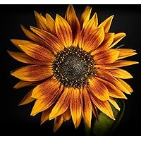 Sunflower Seeds for Planting - Grow Unique Sun Flowers in Your Garden - 25 Non GMO Heirloom Seeds - Full Planting Instructions for Easy to Grow Red Sun Sunflowers - Great Gardening Gifts (1 Packet)