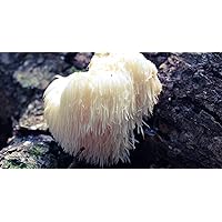 100 Lion's Mane Mushroom Spawn Plugs/Dowels to Inoculate Logs or Stumps to Grow Gourmet and Medicinal Mushrooms - Grown Your Own Mushrooms for Years to Come