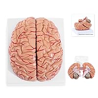 Adult Size Brain Artrey Anatomical Model, Medical Brain Artery Model with Sagittal Plane, Cerebrum Hemisphere and Cerebellum, Include Hand-Paint Location Number and Explanation Manuals
