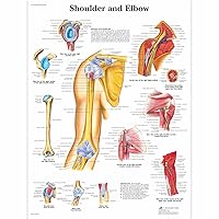 Gifts Delight Laminated 24x24 Poster: Anatomical Charts and Posters - Anatomy Charts - Arm and Leg Charts - Shoulder and Elbow