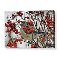 Winter Nature Photography Artist CANVAS Cedar Waxwing Bird Photographic Gallery Wrapped Print Red Grey Wall Art Natural Home Decor Ready to Hang 8x10 8x12 11x14 12x18 16x20 16x24 20x30