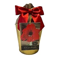 Amaryllis Holiday Gift Growing Kit, Includes an Attractive Gold Tin Pot, Big Red Lion Bulb, and Professional Growing Medium