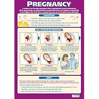 Daydream Education Pregnancy | PSHE Posters | Gloss Paper measuring 33” x 23.5” | PSE Classroom Posters | Education Charts