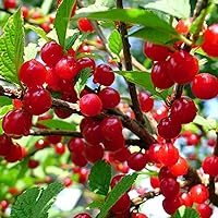CHUXAY GARDEN 20 Seeds Nanking Cherry Fruit Trees Hardy Deciduous Shrub Sweet Delicious Edible Fruit Great for Ornaments and Hedges