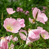 2000+ Showy Evening Primrose Seeds - Oenothera speciosa Perennial Pink Blooms to Attract Butterflies