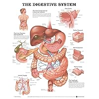 ACC The Digestive System Anatomical Chart