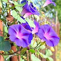 300+ Trumpet Flower Seeds for Planting - Mixed Flower Annual Vines Seeds, Grow Your Own Vining Privacy Fence
