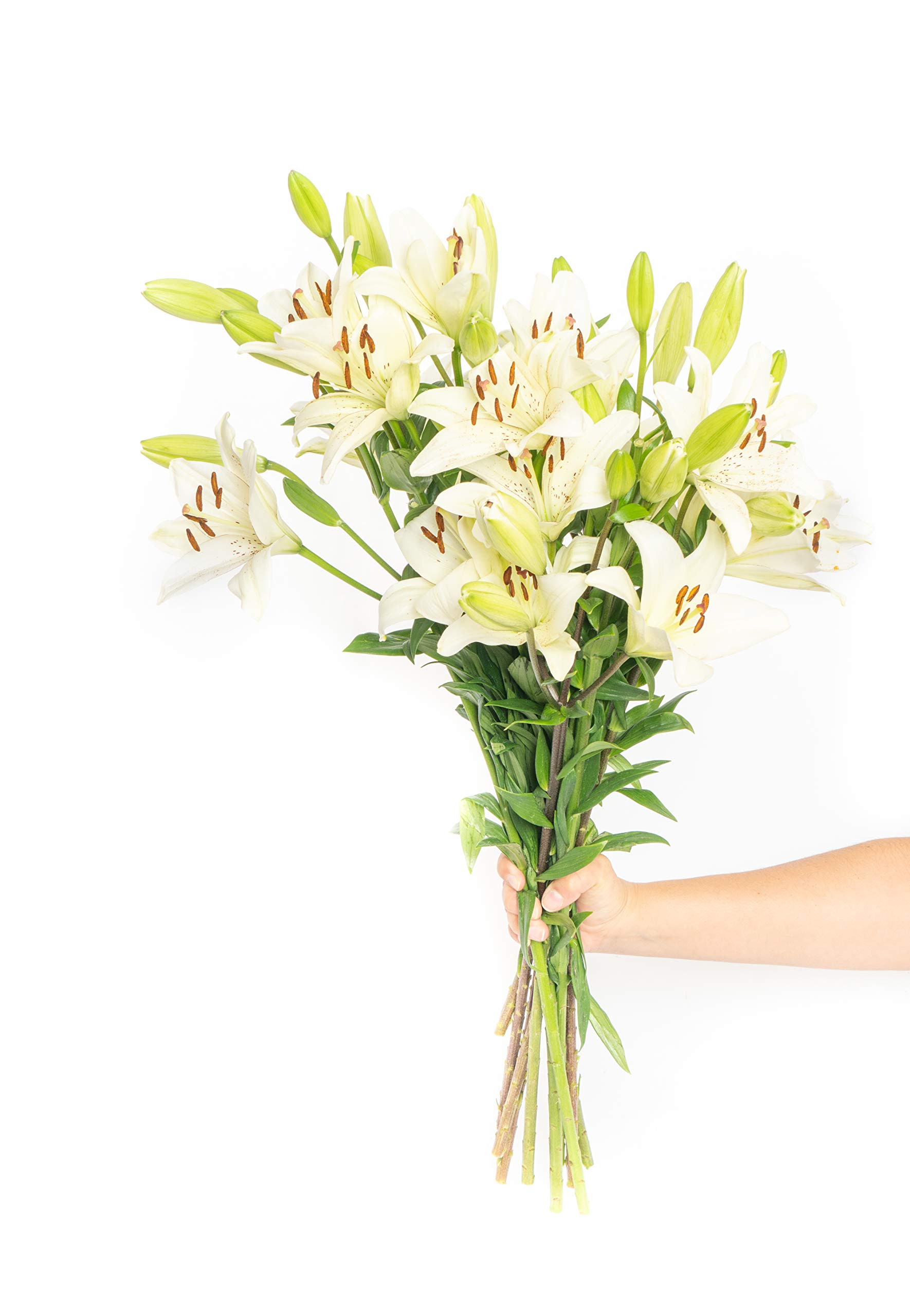 Greenchoice Flowers - Fresh Cut Lilies, Lilies Flowers, Lilies for Delivery, Fresh Flowers (White, 30 Blooms)