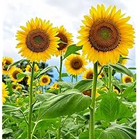 Mammoth Sunflower Seeds for Planting - Grow Giant Sun Flowers in Your Garden - 50 Non GMO Heirloom Seeds - Full Planting Instructions for Easy Grow - Great Gardening Gifts (1 Packet)