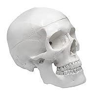 Human Skull Model - Medical Quality - 3 Parts with Removable Calvaria & Articulated Mandible - Anatomy Skull, Plastic Skull Replica, Life Size Skull