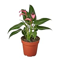 HOUSEPLANTSHOP | Anthurium Purple - 4” Pot | Live Indoor House Plant | Free Care Guide