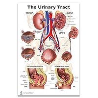 Kidney, Urinary and Bladder System Poster, Size 24Wx36T