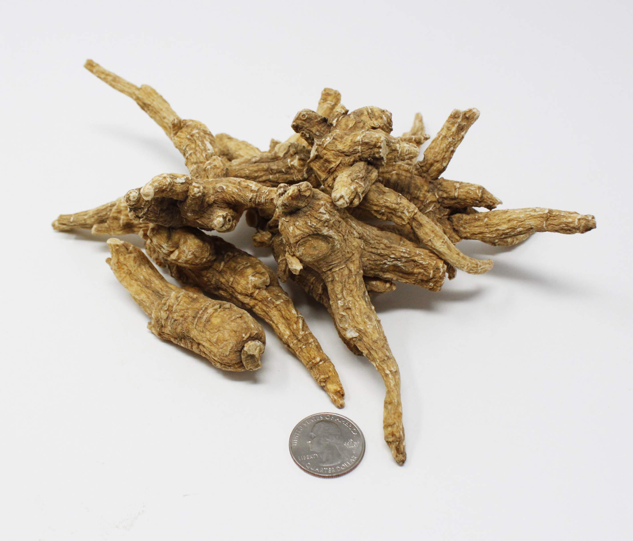 DABC OAK LAND 1LB=453gm/Box Hand-Selected American Wisconsin Farmed Ginseng Root | XX-Large 美国长枝西洋参 花旗参 礼盒装 |Cultivated American Wisconsin Ginseng W1 0150#XXL Box