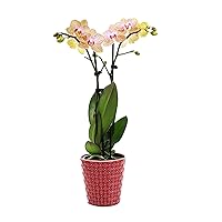 Plants & Blooms Shop™ PB104 Orchid, Salmon