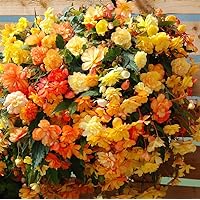 Cascade Begonia Mix Bulbs - Balcony Hanging Basket Begonias Bulbs | Perennial Flower - Yellow & Orange Begonia, Large Blooms - Easy to Grow, Perfect for Cut (6 Pack)