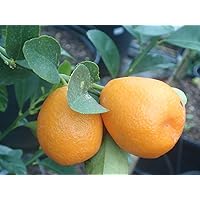 2 Packages of Kumquat Fortunella obovata Fukushu - 10 Seeds Per Package