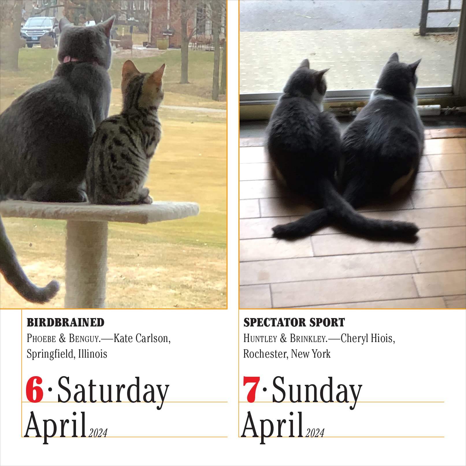 365 Cats Page-A-Day Calendar 2024: The World's Favorite Cat Calendar