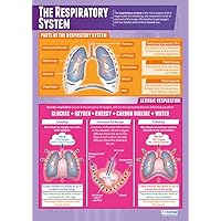 Daydream Education The Respiratory System | PE Posters | Gloss Paper measuring 33” x 23.5” | Physical Education Charts for the Classroom | Education Charts