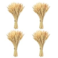 18 inches Natural Dried Wheat Stalks, 400 Stems Wheat Dried Flowers for Vase Home Kitchen Office Spring Flowers Arrangement Wedding Crowns Wreath Table Centerpiece Farmhouse Boho Party Décor