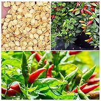 Bird Pepper Thai Chili Prik Kee NOO Chia Tai Ớt xiêm Thái 100 Seeds Diaspora Asian Seeds