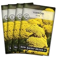 Sow Right Seeds - Achillea Yarrow Gold Flower Seeds for Planting - Flowers to Plant in Your Garden - Non-GMO Heirloom Packet with Instructions - Favorite Perennial to Attract Pollinators (4)