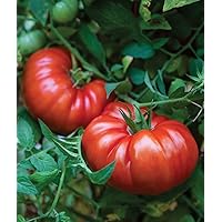 Burpee 'SteakHouse' Hybrid, Large Beefsteak Tomatoes, 25 Non-GMO Seeds