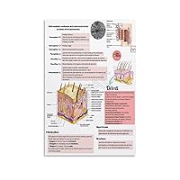 Guidelines for Skin Structure And Function Reference Posters Dermatology Clinic Posters (3) Canvas Painting Posters And Prints Wall Art Pictures for Living Room Bedroom Decor 08x12inch(20x30cm) Unfr