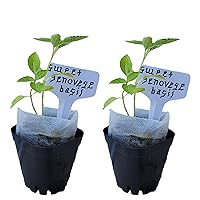 Sweet Genovese Basil. Live Plant. Fragrant, Fresh, Edible. Easy Grow. Indoor/Outdoor. (2 Genovese Cup)