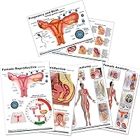 Blue Tree Publishing Female Anatomy Reproductive Anatomy, Pregnancy Birth Anatomy Chart