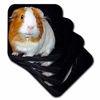 3dRose Guinea Pig Coaster, Soft, Set of 4