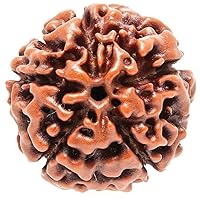 Rudraksha Beads Real Lab Certified 5 Mukhi with Certificate