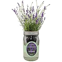Hydroponic Herb Growing Kit, Self-Watering Mason Jar Herb Garden Starter Kit Indoor, Windowsill Herb Garden, Grow Your Own Herbs from Organic Seeds (Lavender)