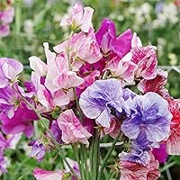 100+ Sweet Pea Sweetpea Flower Seed Lathyrus odoratus Flower Seeds - Heirloom Mix Very Fragrant Blooms - Red Salmon Pink Lavender