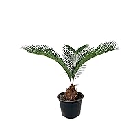 Sago Palm - 3 Live Plants in 6 Inch Pots - Cycas Revoluta - Beautiful Clean Air Indoor Outdoor Houseplant
