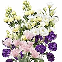 200+ Lisianthus Pink, Rose, White, Purple Flower Seeds Mix/Lasting Annual jocad