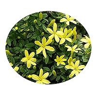 Jasmine Parkers PARKERI Dwarf Fragrant Yellow Temperate Climate Year Round Foliage Live Plant Starter Size 4 Inch Pot Emerald R