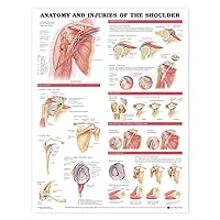 Anatomy and Injuries of the Shoulder Anatomical Chart Anatomy and Injuries of the Shoulder Anatomical Chart Wall Chart