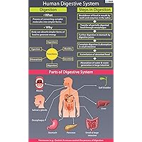 Human digestive System: How It functions (Health is Wealth Book 1)