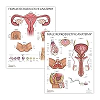2 PACK Male and Female Reproductive System Anatomy Poster Set, LAMINATED, Anatomy and Physiology, 17.3 x 22.5 Inches, Body System Diagram, Anatomical Charts for Education Learning and Students