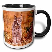 3dRose A bobcat out hunting in an autumn colored forest - Mugs (mug_259609_9)