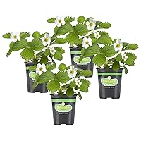Bonnie Plants Strawberry, Live Plant, 19.3 oz. (4-Pack)