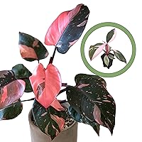 Philodendron Black Cherry Pink Princess Starter Plant
