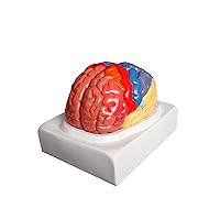 B10444 Regional Human Brain Model, Life Size, 2 Parts, 7.5 x 7 x 8 Inches, Includes Base
