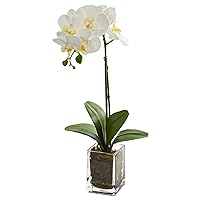 Nearly Natural 24-in. Orchid Phalaenopsis Artificial Vase Silk Arrangements, Cream