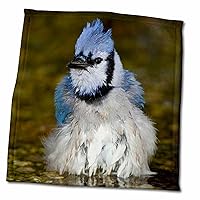 3dRose Danita Delimont - Birds - Blue Jay Bathing, Marion, Illinois, USA. - Towels (twl-206014-3)