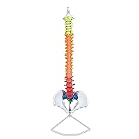 Vision Scientific VAV223 Life-Size Flexible Spinal | 5 Color-Coded W Occipital Bone, Sacrum, Coccyx | 24 Vertebral W Disc | Pelvic Bones, and Femur Heads, Arteries & Nerve Endings | W Manual