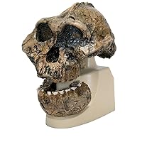3B Scientific VP755/1 KNM-ER 406, Omo L. 7a-125 Anthropological Skull Model, 7.1