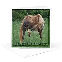 Horse Green Background Congratulations On Vasectomy - Greeting Card, 6 x 6 inches, single (gc_14775_5)